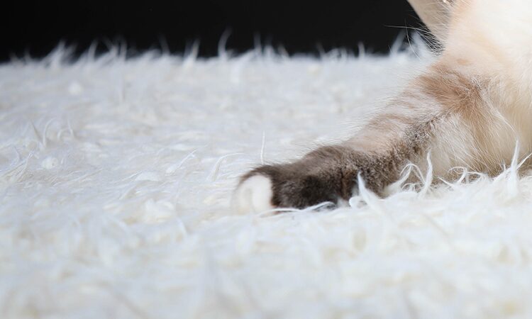 Patte de chat